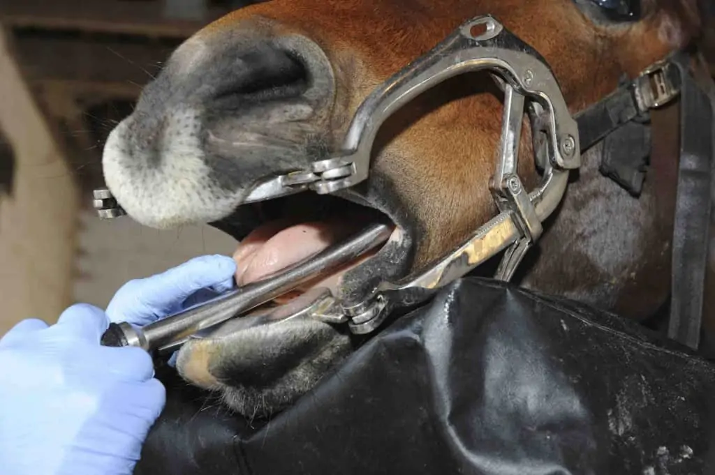 Equine_Dentistry_047-1024x681
