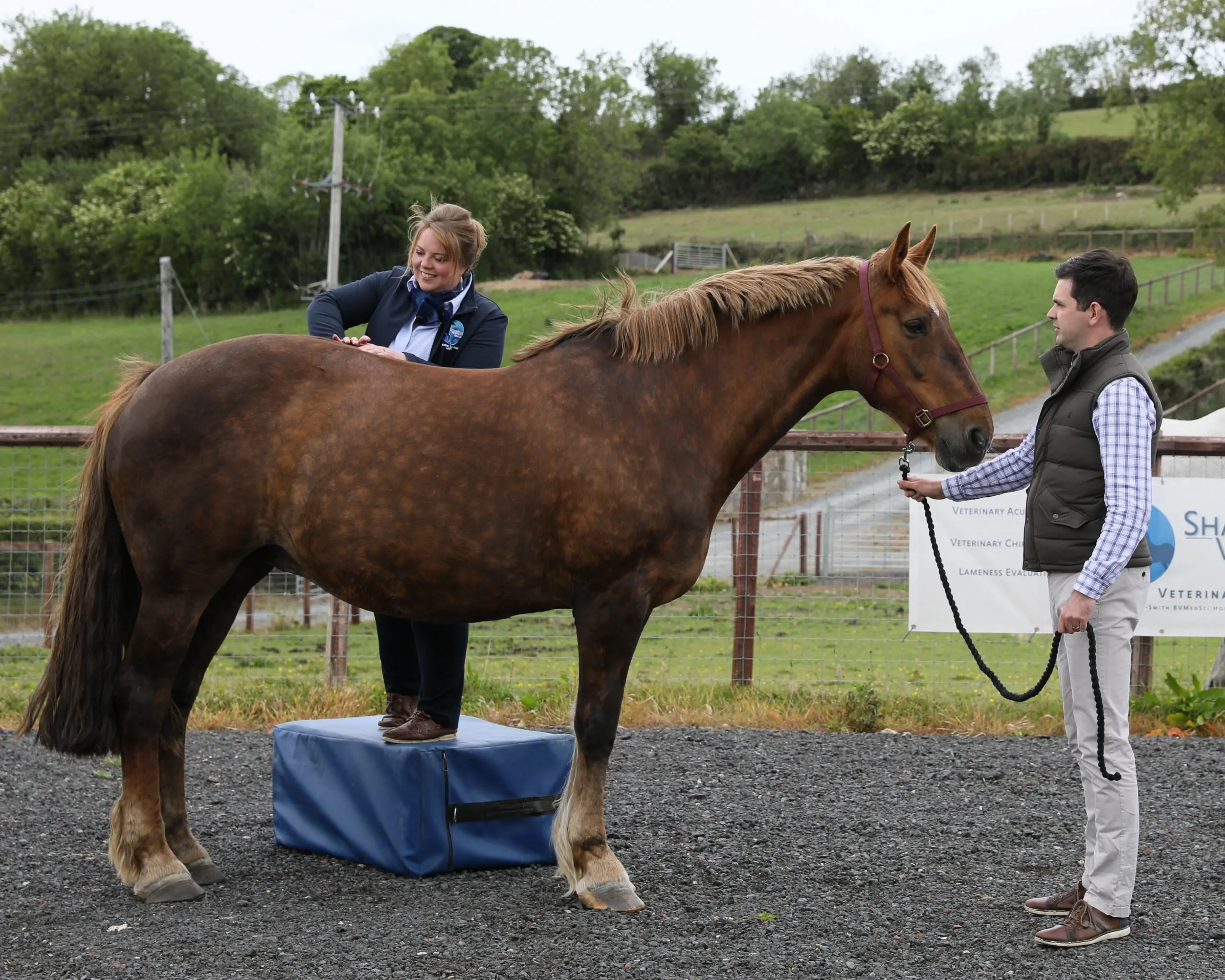 Esther performing veterinary chiropractic